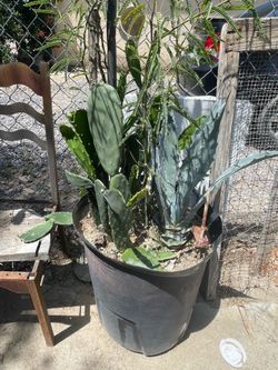 Nopal, mimosa tree , century plant