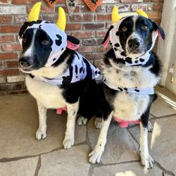 Halloween Dog Costume - COW (2 Available)