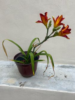 Day Lily Candy Apple