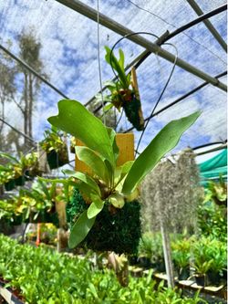 STAGHORN FERN NETHERLAND MOUNTED 10x5 Wood Plank Platycerium Rooted In/Outdoor