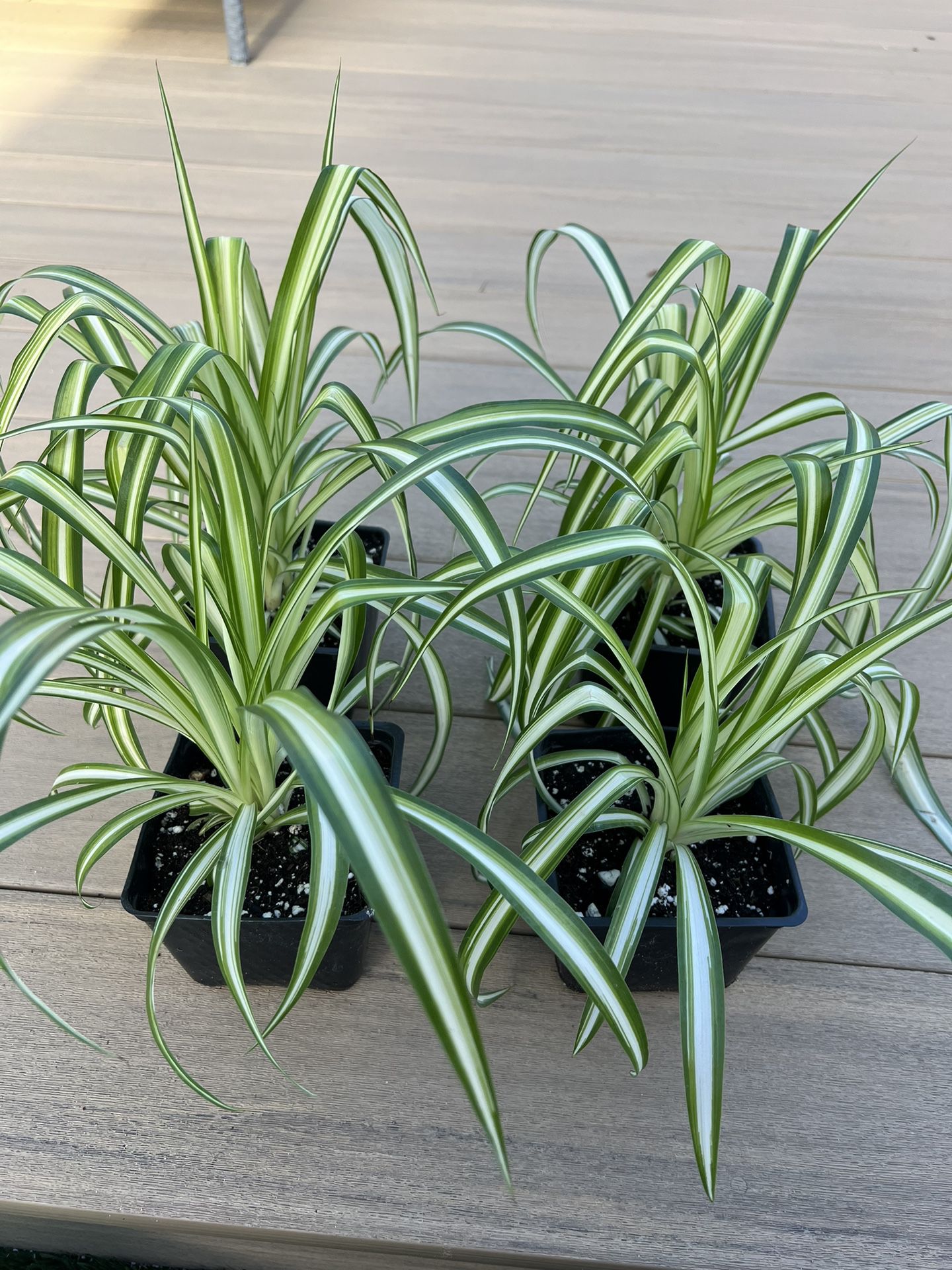 Spider plants. $7ea. live plants come in 5” nursery pot. Check profile for more plants. 