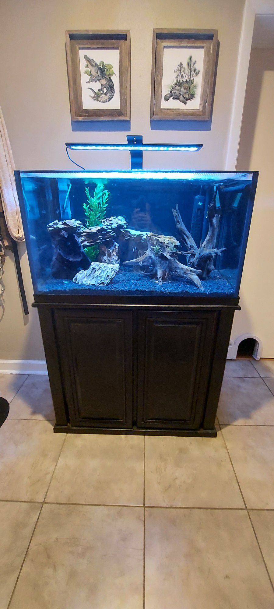 65 Gallon Rimless Aquarium - Full Setup