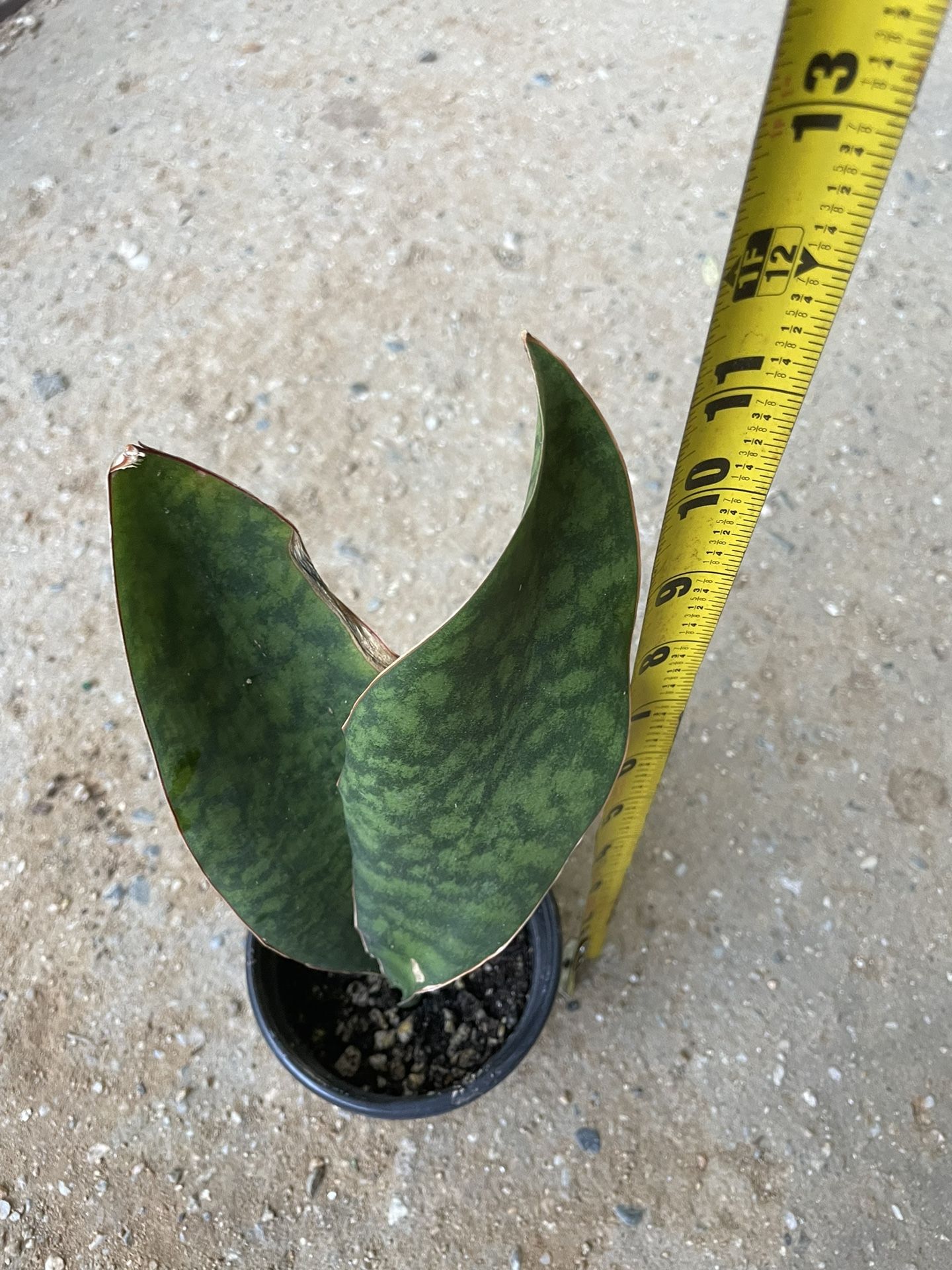 4” Pot Whalefin Snake Plant, 95820
