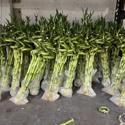 Bamboo Plants 