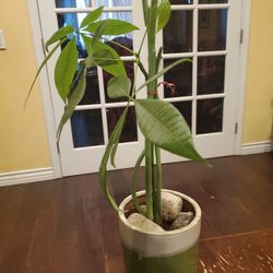 Money plant with colorful Planter