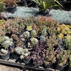 Succulents 