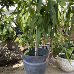 Epiphyllum has flower buds