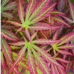 ‘Orion’ Dwarf Japanese Maple Trees —