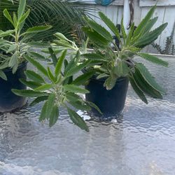 Mother Of Thousands, Madre De Millón 