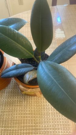 Rubber plant each
