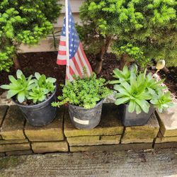 Hens & Chicks Succulents & Jelly Bean Sedum 