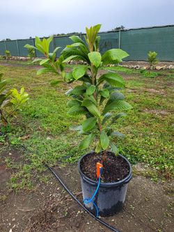 Mamey Tree 15 Gall