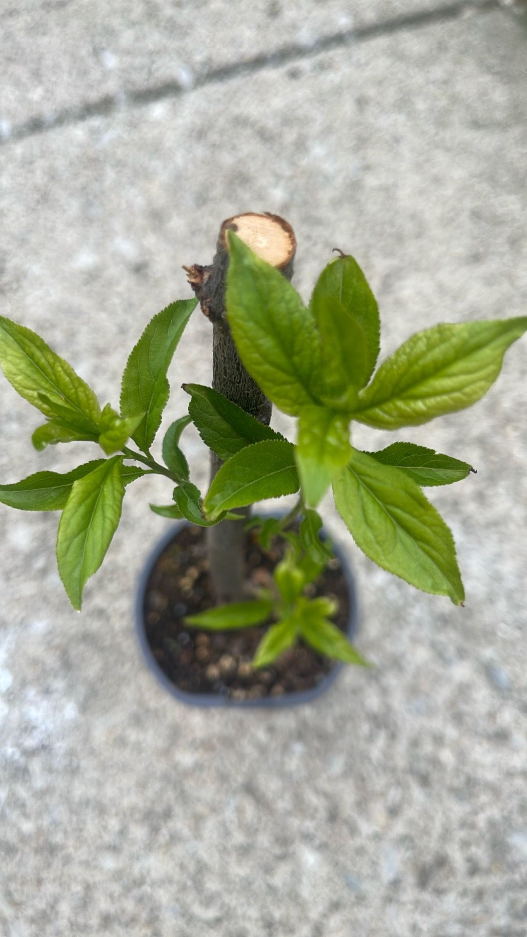 Santa Rosa plum tree