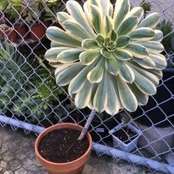 Large Sunburst Succulent Plant