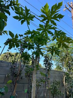 Papaya tree
