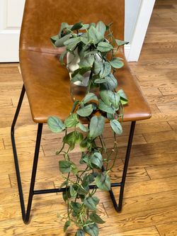 Scindapsus silver hero