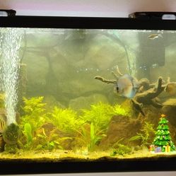 55 Gal Aquarium With Everything Needed