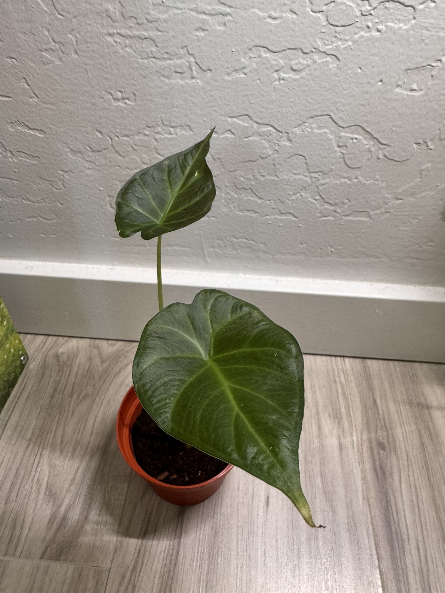 Alocasia Regal Shield