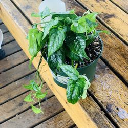 Live Monstera Siltepecana plant in a plastic nursery pot—firm price