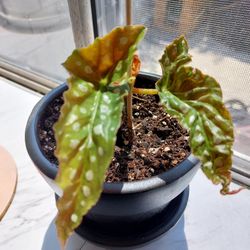 Polka Dot Begonia