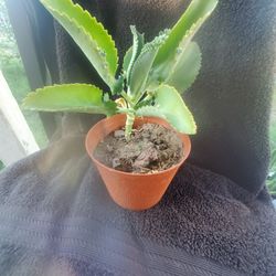 Kalanchoe Mother Of Thousands Plant