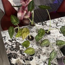 Alocasia Regal Shield