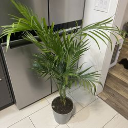 Cat Palm Plant