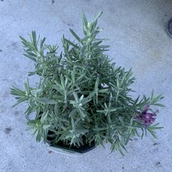 Lavender Plant 