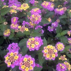Lantana camara plant, pink and yellow colours flowers of the Lantana