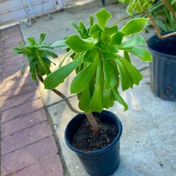 green aeonium arboreum