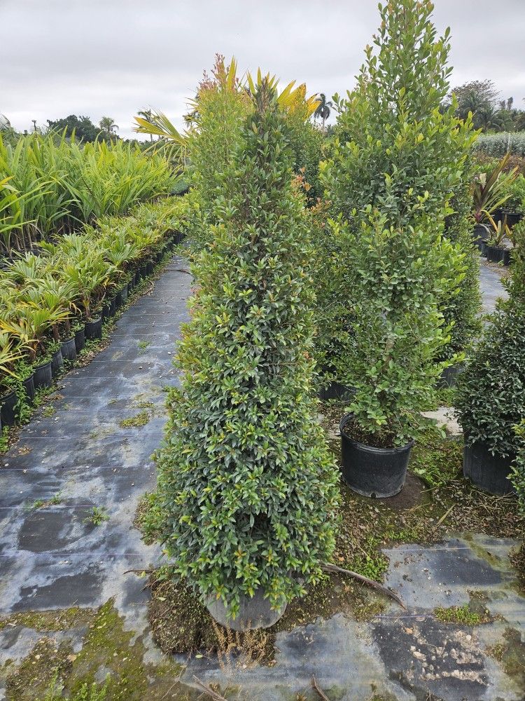 topiary tree cones spiral balls pompom all sizes available 3 feet to 10 feet tall italian cypress