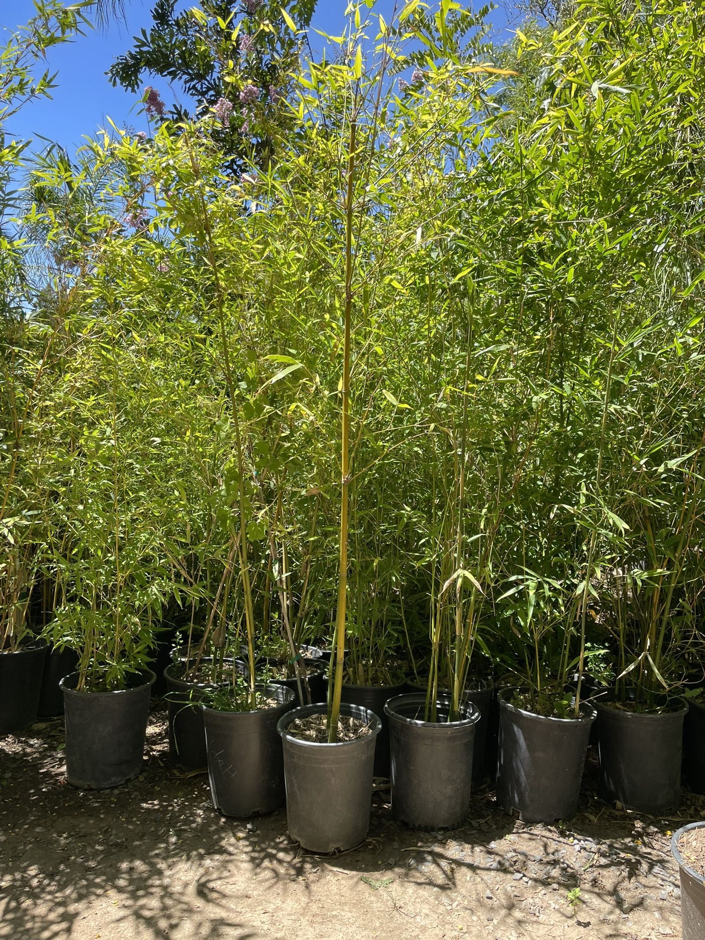 5 Gallon Size- Bamboo Plants- Approximately 4-6 Feet Tall 