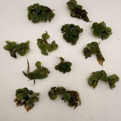  Live Floating Aquarium Plants – Salvinia Minima