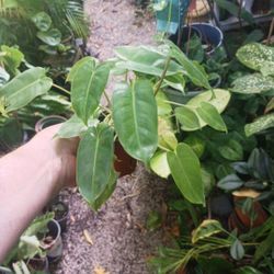 Philodendron Roberto Bee Marx 