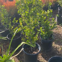 Carolina Plant