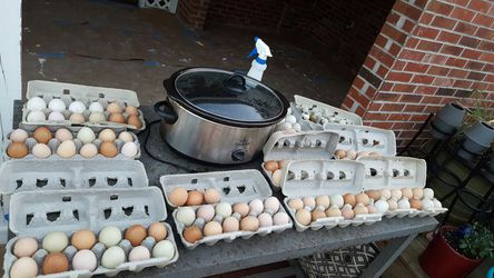 Fresh Backyard Chicken Eggs...