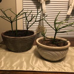 Pencil cactus plants