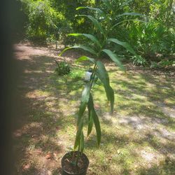 Ginger Plant 