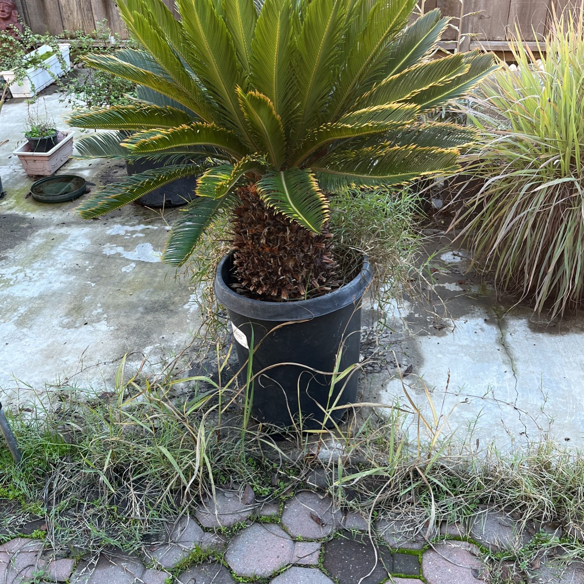 Sago Palm for Sale in Hughson, CA OfferUp