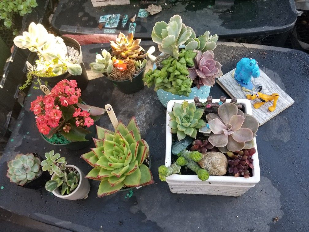 VALENTINES SUCCULENT SALE THIS SATURDAY 2/6 SAN LORENZO
