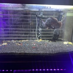 75 Gallon Fish Tank/Aquarium! FX 4 Filter