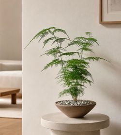Asparagus Fern (Handmade Planter Included) #A1 !Minimalistic/Modern! ‘Local LA Seller’