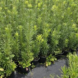 Podocarpus  All Sizes Staring  $6 About  3 Feet Tall  6+ Feet Tall  4 Feetvtall 7 Feet Tall About  10 Feet Tall  Available 