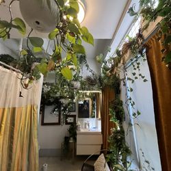 Plants Plants Plants 