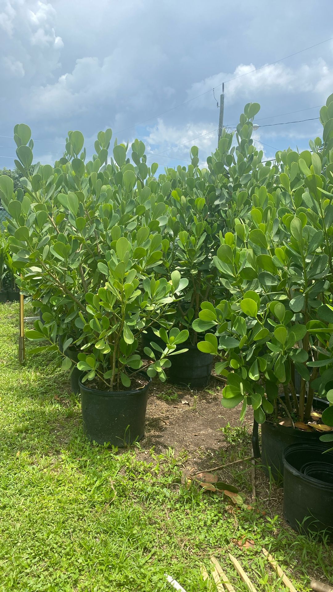 Privacy Hedge Bush
