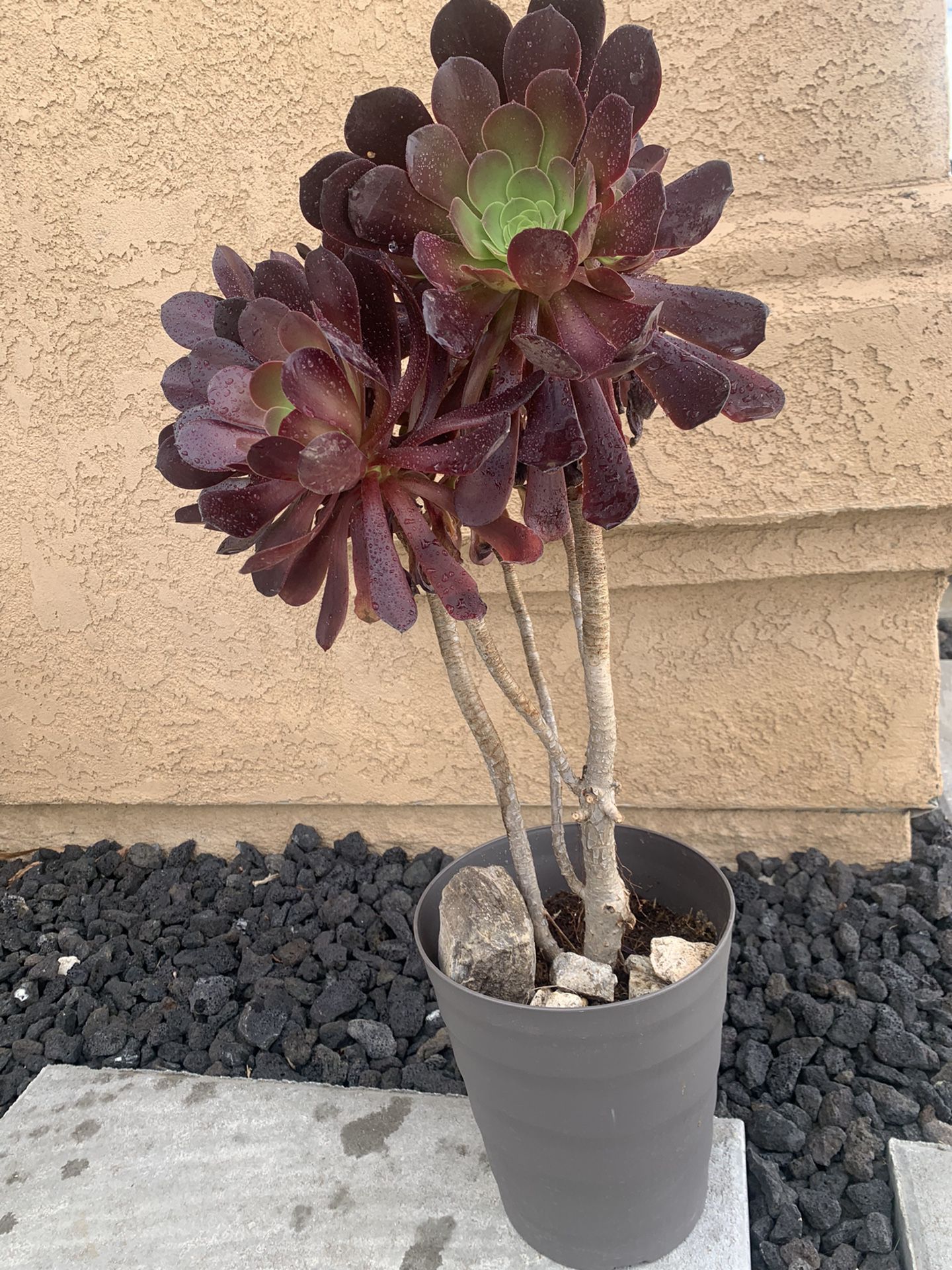 25”tall Succulent Plant 
