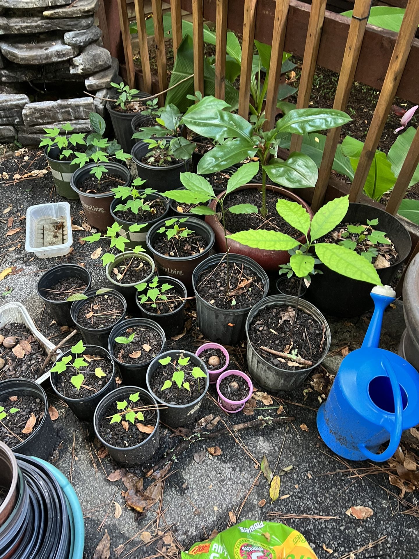 Papayas Plants