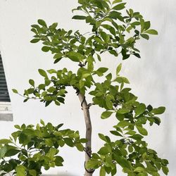 Bonsai Golden Duranta Tree