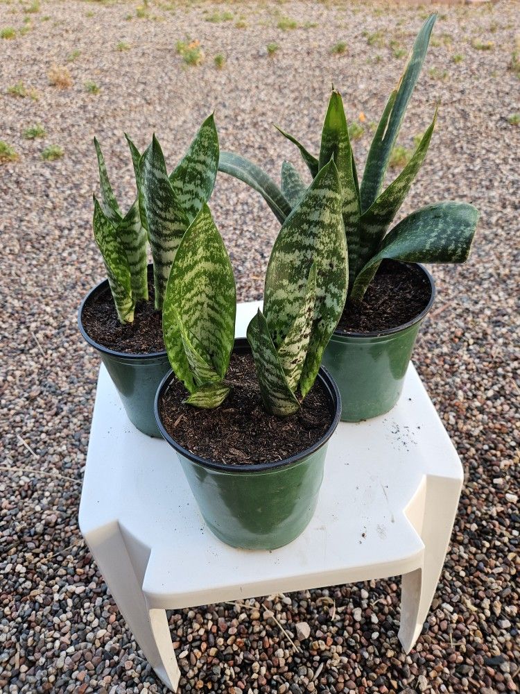 Snake Plants