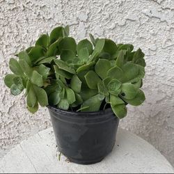 6 Inch Pot Succulent Plant - Aeonium Haworthii - Pinwheel - Kiwi Verde - Rooted & Established - Drought Resistant 🪴